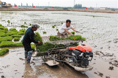 云冈区150亩改良盐碱地完成首次水稻插秧